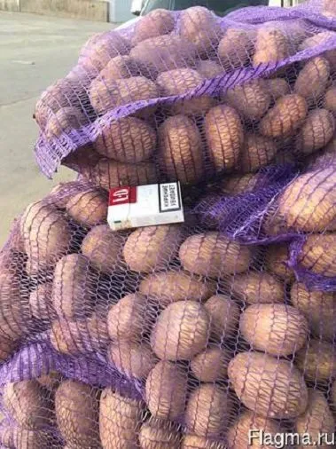 картофель  оптом от 20 тонн по 13р  кг. в Челябинске 3