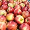 яблоки сорт Роял  Гала Узбекистан   в Челябинске 2