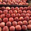 яблоки сорт Роял  Гала Узбекистан   в Челябинске
