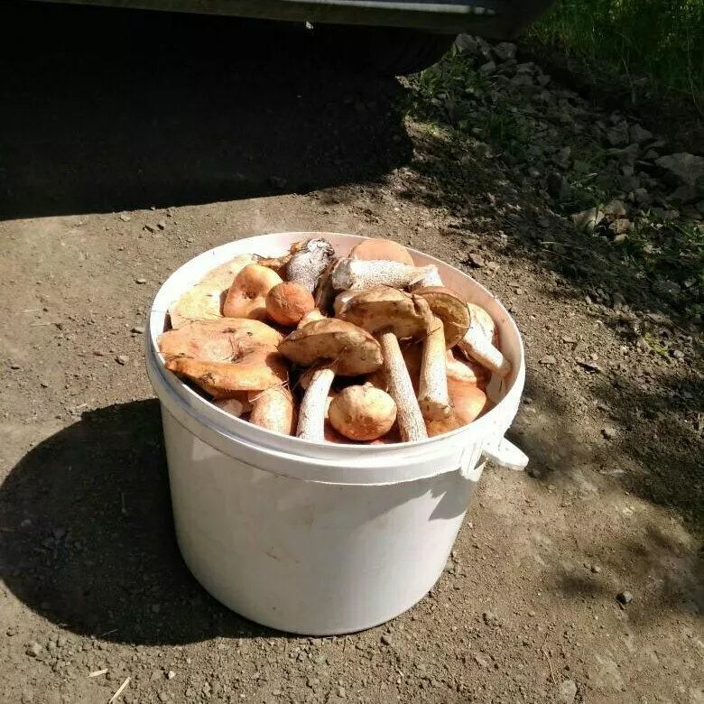  белые грибы и абабки 10 литров  в Челябинске и Челябинской области