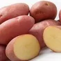 семенной картофель из беларуси.манифест в Челябинске и Челябинской области