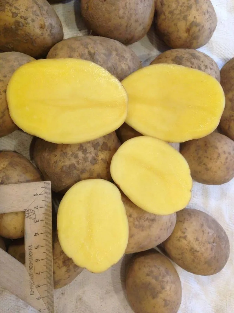 картофель оптом калиброванный от КФХ в Челябинске 4